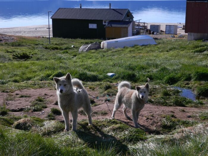 Sled dogs in siorapaluk