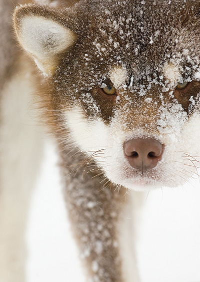 sled dog