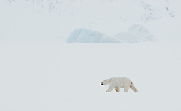 polar bear on patrol