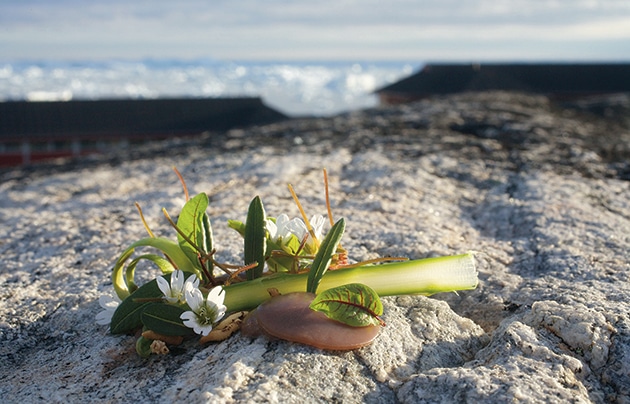traditional greenlandic Suaasat soup