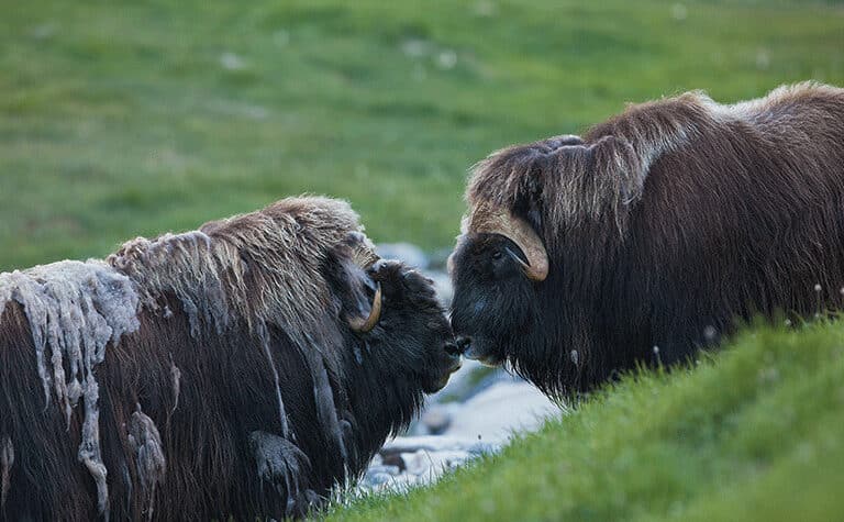 musk oxen